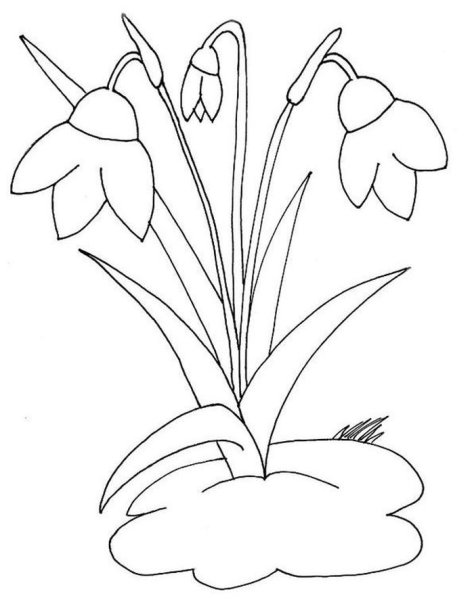 Подснежник раскраска