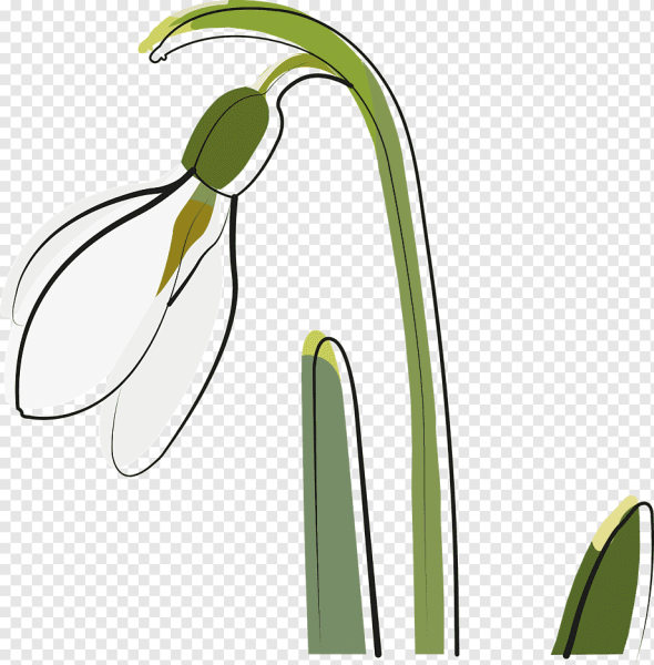 Весенние первоцветы для детей