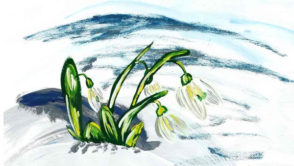 Подснежники Графика