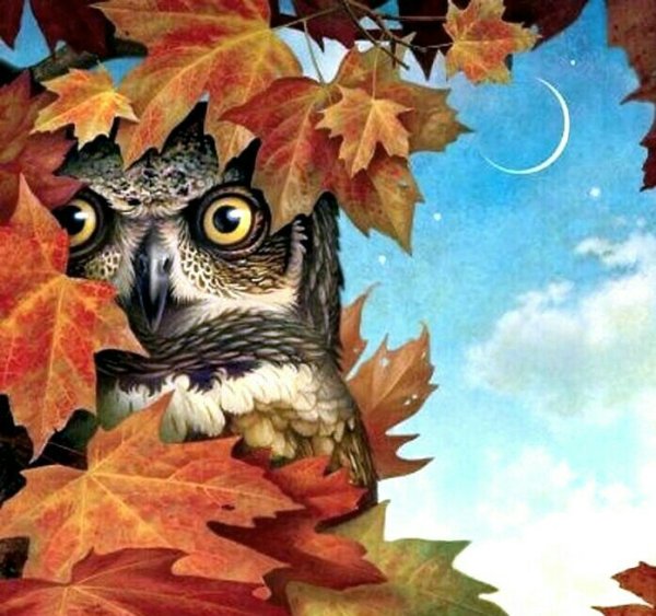 Сова осень