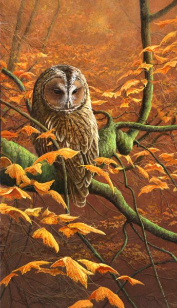 Джереми Паул живопись птицы