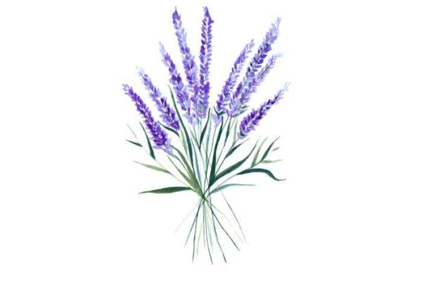 Букет лаванды нарисовать