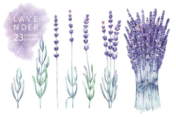 Лаванда рисунок акварелью
