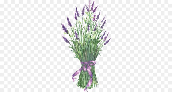 Лаванда на белом фоне