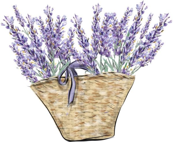 Лаванда акварель