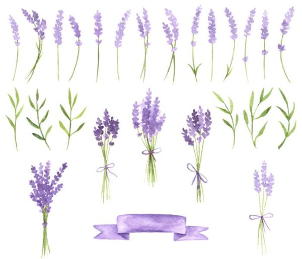Букет лаванды трафарет