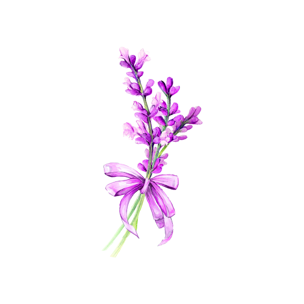 Лаванда акварель на белом фоне