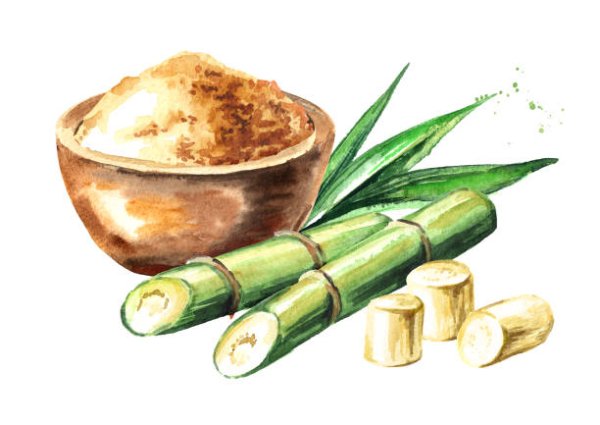 Сахарный тростник иллюстрация