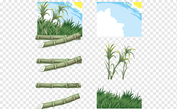 Сахарный тростник вектор