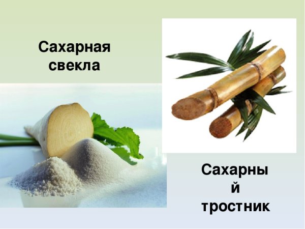 Сахарный тростник и сахарная свекла