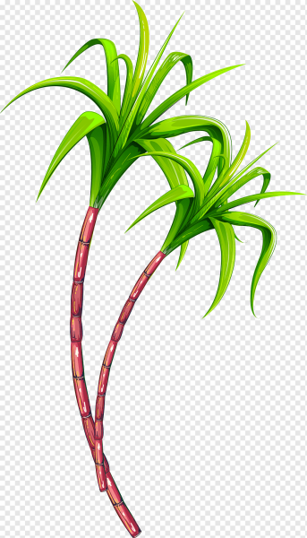 Сахарный тростник вектор