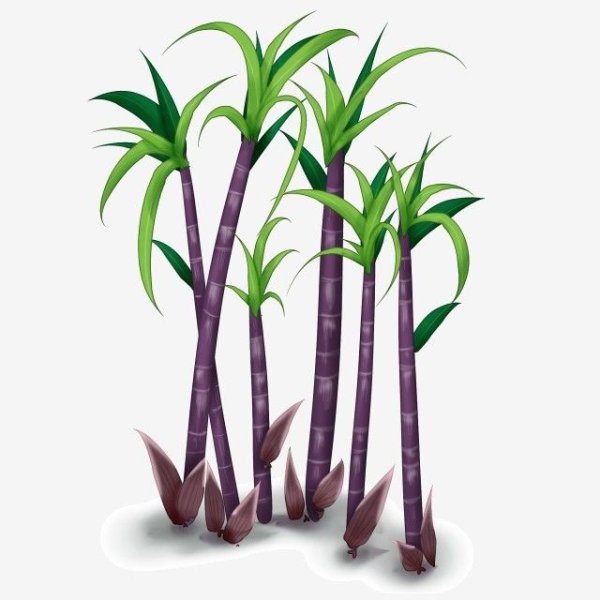 Сахарный тростник значок