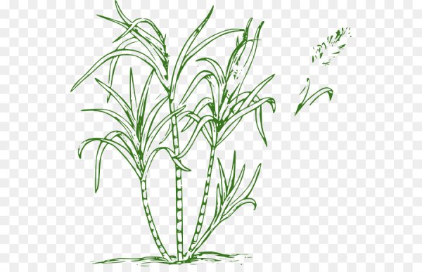 Сахарный тростник на белом фоне