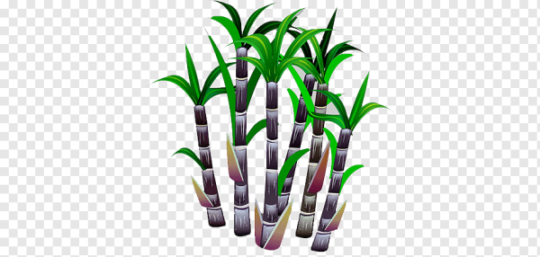 Сахарный тростник клипарт
