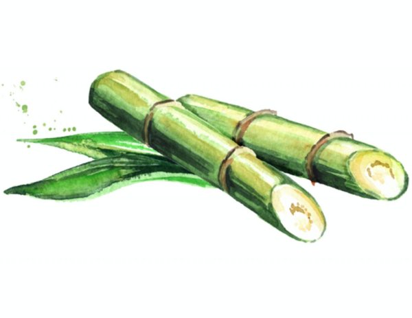 Тростниковый сахар акварель