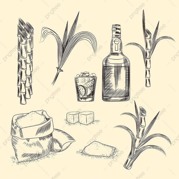 Тростниковый сахар эскиз