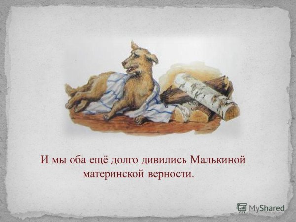 Малька иллюстрации