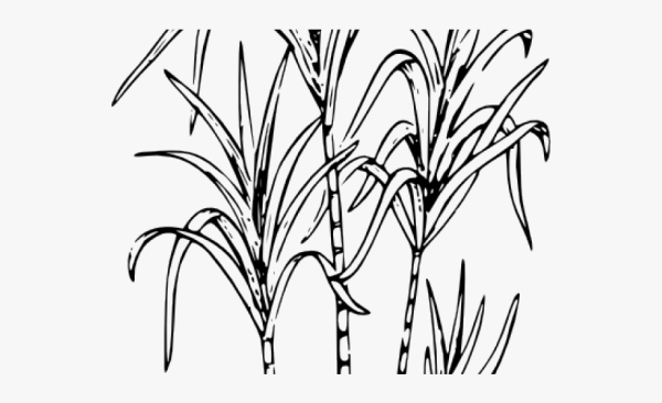 Сахарный тростник