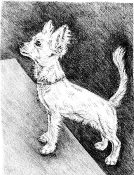 Малька собака