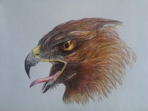 Орел рисунок