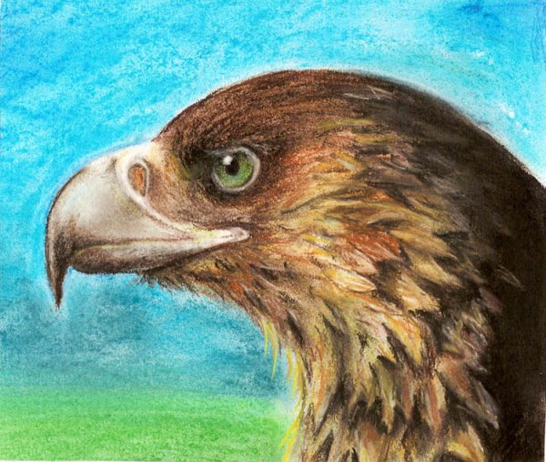 Рисунки Орлов