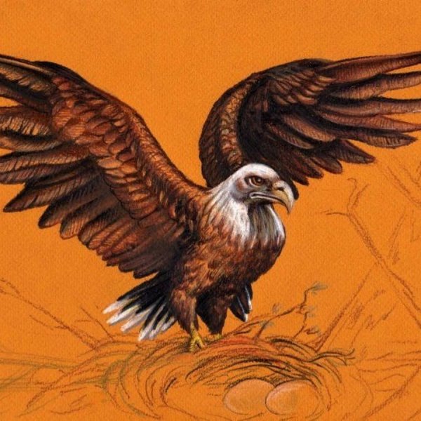 Орел цветными карандашами