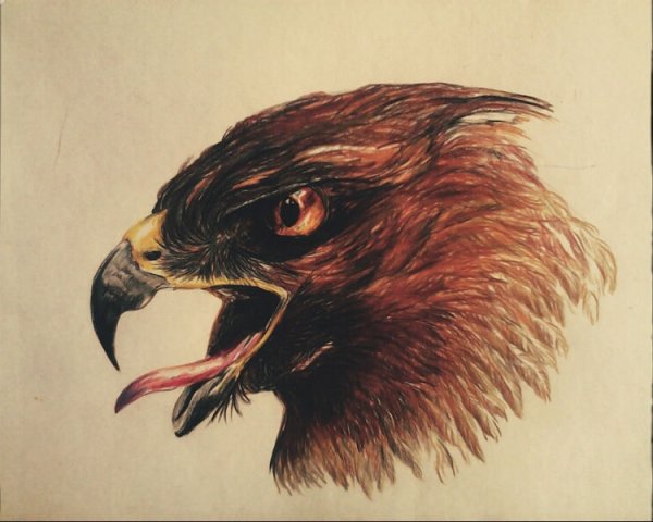 Орел рисунок