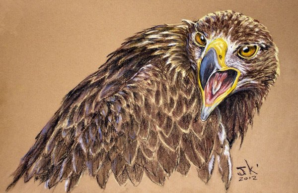 Орел цветными карандашами