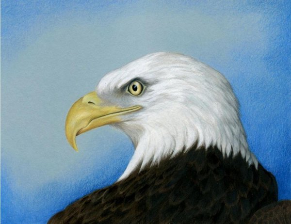 Орел рисунок акварелью