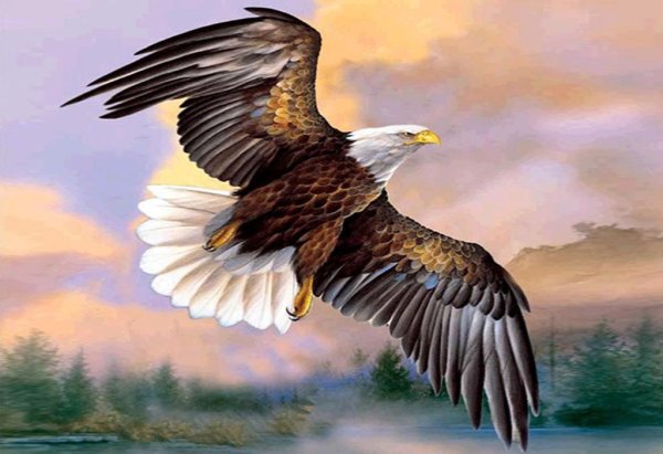 Орел эскиз цветной