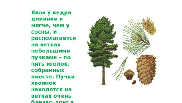 Сосна Кедровая обыкновенная хвоинки