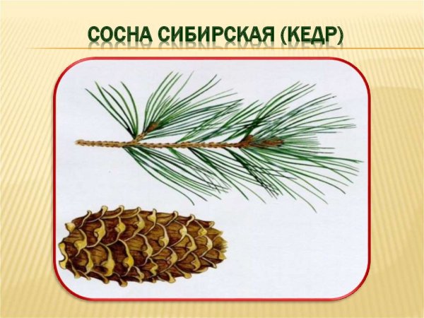 Сосна Сибирская хвоинки