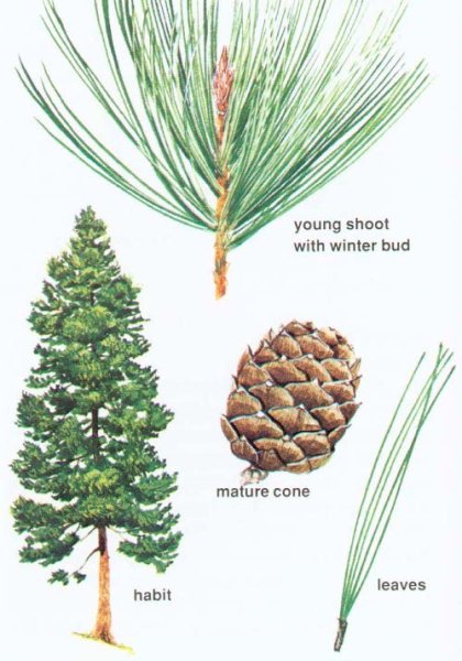 Сосна Кедровая обыкновенная хвоинки