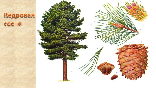 Сосна Кедровая габитус