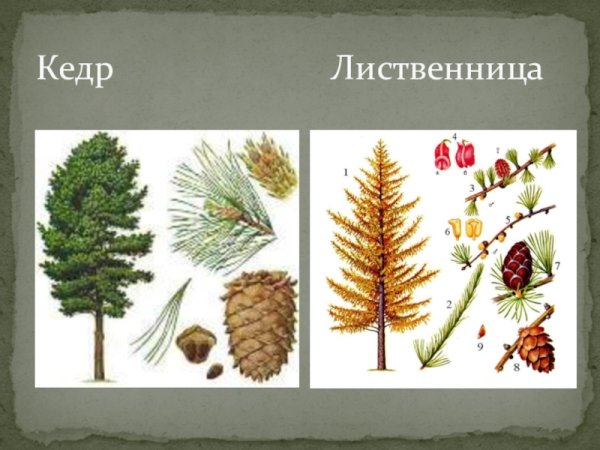 Ель пихта сосна кедр лиственница