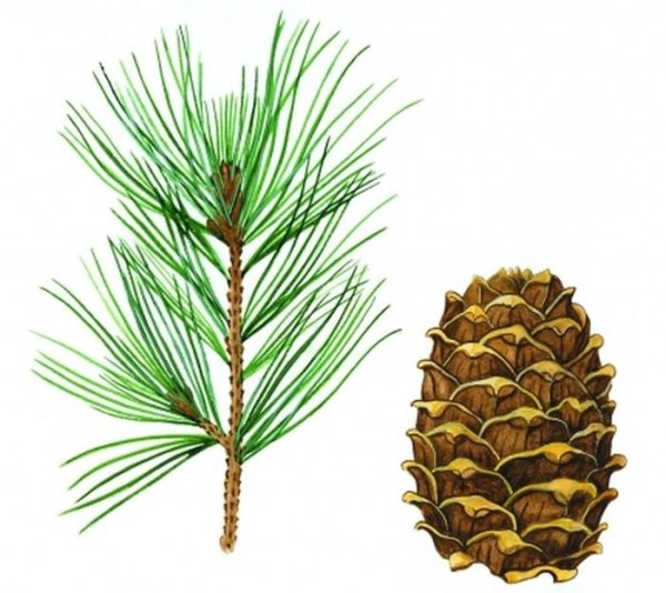 Сосна Кедровая схематично