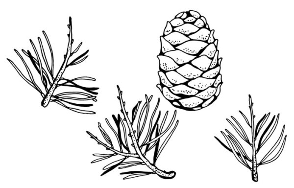 Кедр Сибирский хвоинки