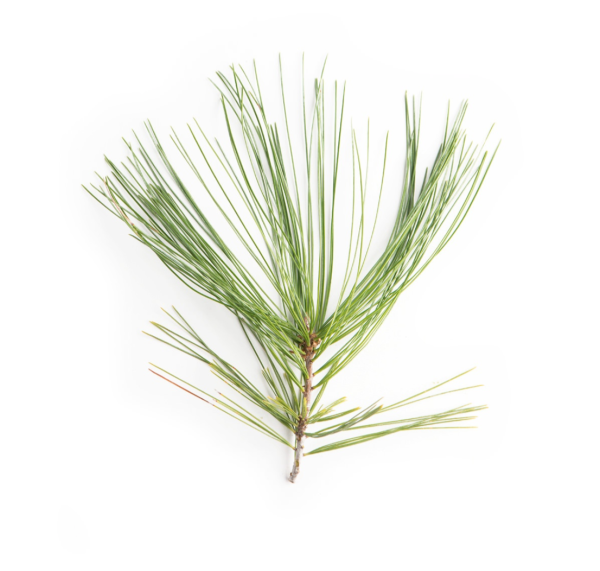 Сосна Кедровая хвоинки рисунок