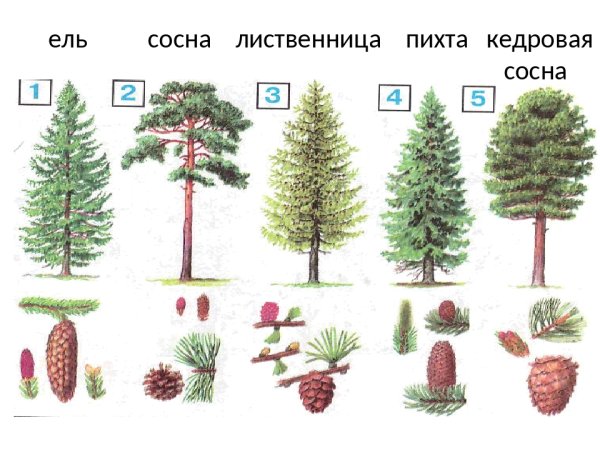Хвоинки сосны кедровой