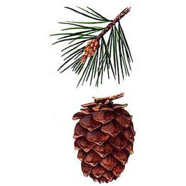 Сосна Кедровая голосемянная