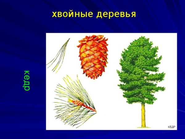 Сосна обыкновенная и сосна Сибирская