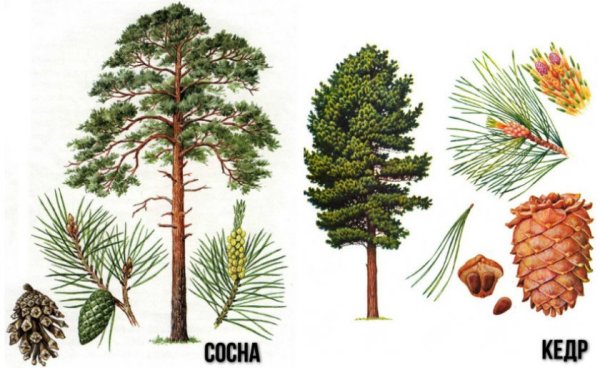 Сосна Сибирская хвоинки