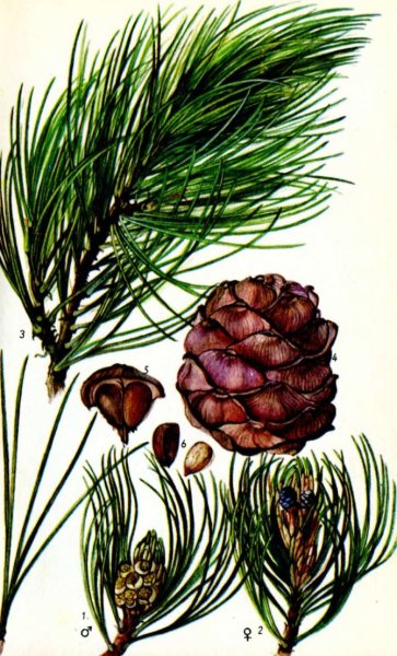 Хвоя шишки вектор