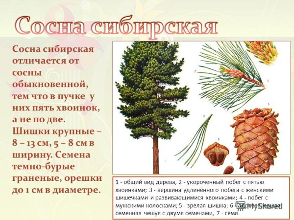 Хвоинки дерева сосна Кедровая