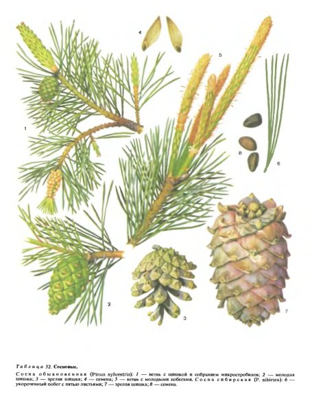 Ель пихта сосна кедр лиственница