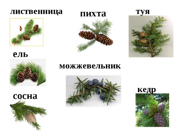 Хвоинки дерева сосна Кедровая