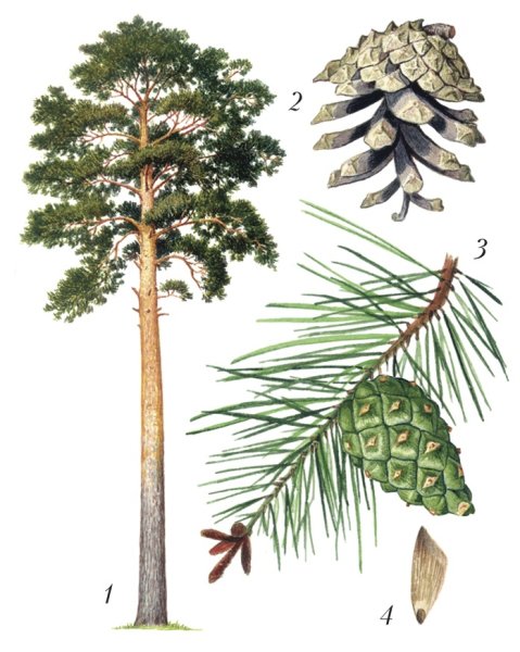 Сосна Кедровая ветка