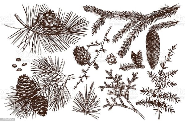 Хвоинки кедра