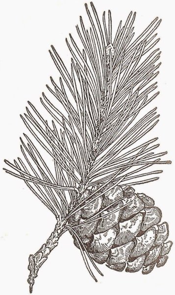 Сосга кедроваяхвоинки