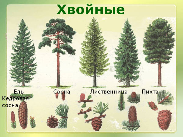 Хвоинки сосны двугранные?